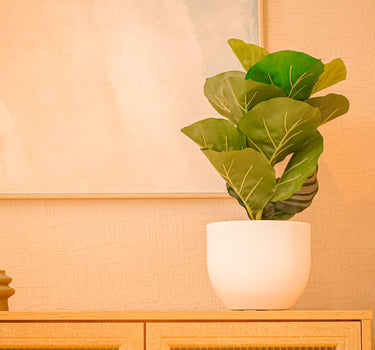 PACK 5 UNIDADES MACETA AZALEA 20