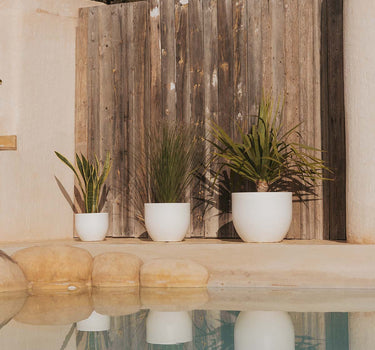 PACK 3 UNIDADES MACETA REDONDA AZALEA 50