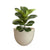 AZALEA 30 color round planter