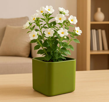 PACK 3 UNIDADES MACETA CUADRADA ENELDO