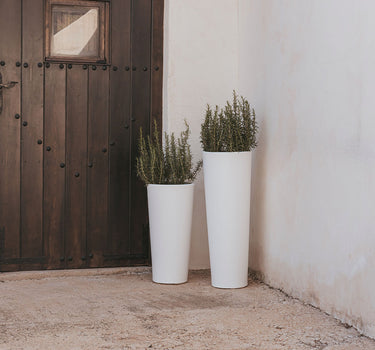 PACK 2 MACETA FICUS 60