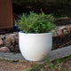 AZALEA 40 color round planter