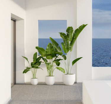 PACK 3 MACETA AZALEA 40