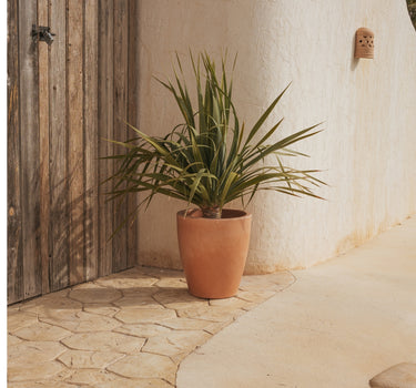 PACK 4 UNIDADES MACETA VIOLETA 30