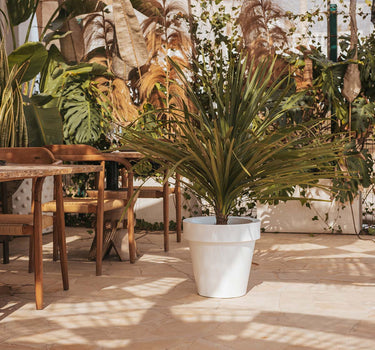 PACK 4 MACETA MAGNOLIA 45