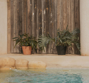 PACK 3 UNIDADES MACETA PETUNIA 36